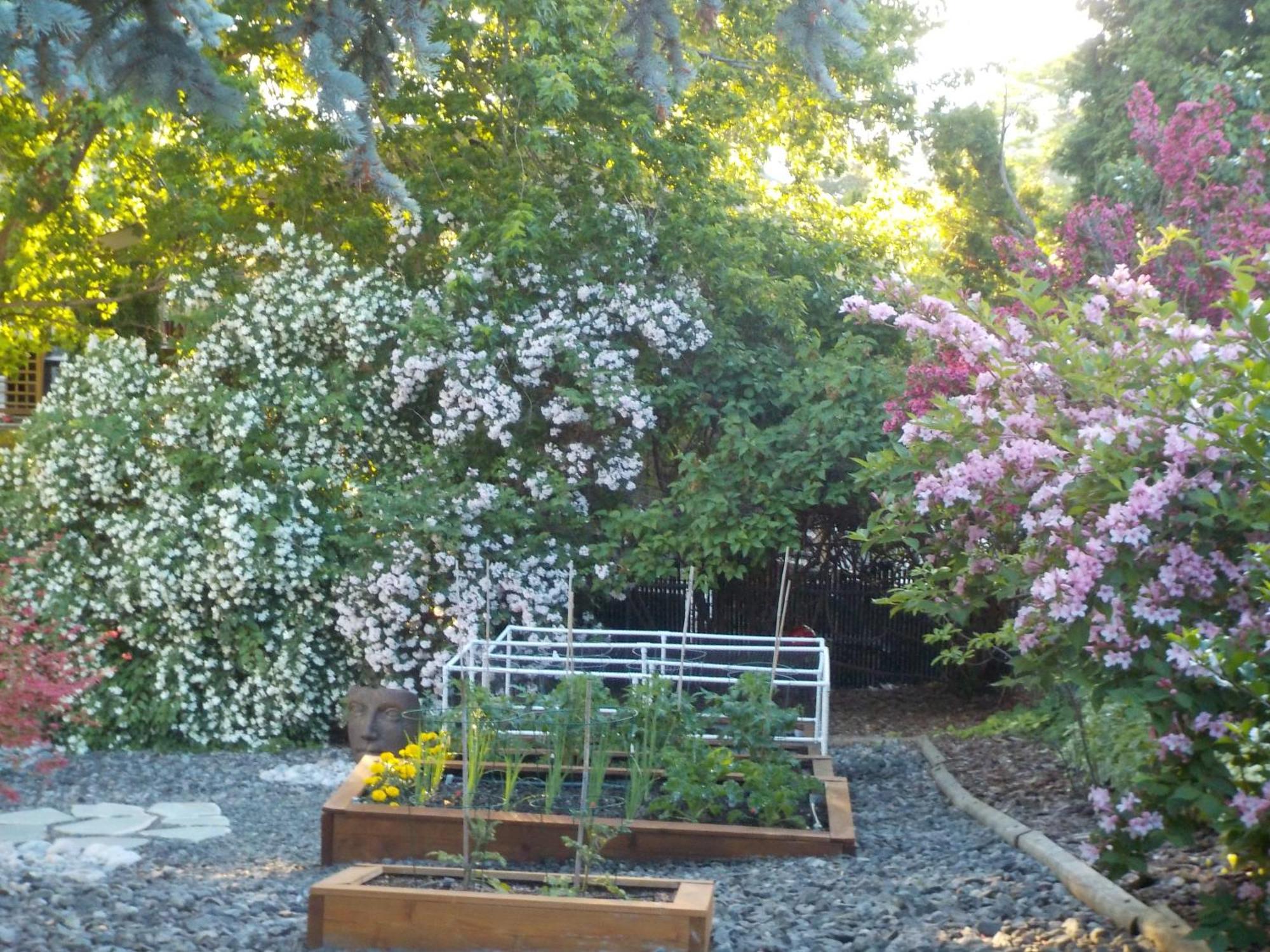 Dogwood Bed & Breakfast Summerland Exterior photo